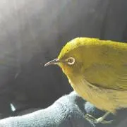 まゆ