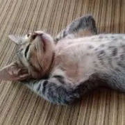 わなげ※プロフ確認お願いします。の画像
