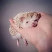アンジェ
