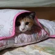 ガーゼハンカチ