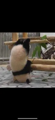 パンダコパンダコパンダの画像
