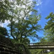 ピヨ吉の画像