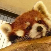もちもち