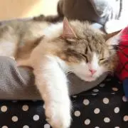 aymの画像