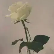 nikoの画像