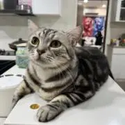 リンの画像