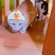 ジョニーの画像