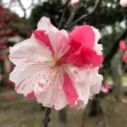 やまぼの画像
