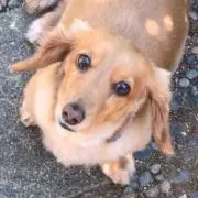 mmt.( ᐛ )وの画像