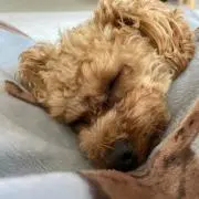 カナルダカル⭐︎の画像
