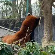 フレディマーキュリーの画像