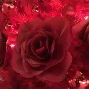 ANGEL★プロフィール必読★の画像