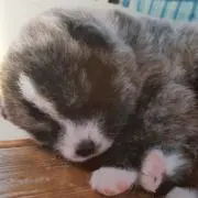 mickeyの画像