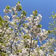 カムの画像