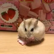 あしゅ