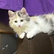 ツンデレの画像