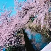 とっこの画像