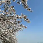 ゆきひまの画像