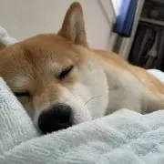 夏稀檸檬の画像
