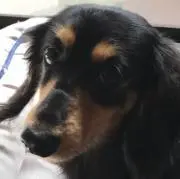 アポロ♂