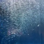 s.i_nの画像