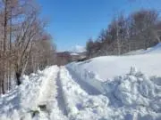 ほっかいどうのきゅまの画像