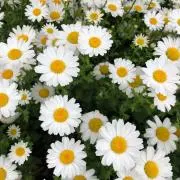 ももすけの画像