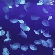 Rの画像