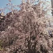 Tsukeshinの画像