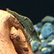 ザゼンの画像