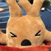 サワの画像