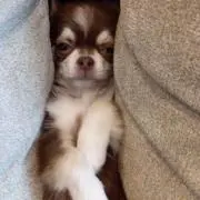モカモカ