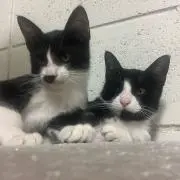 前子