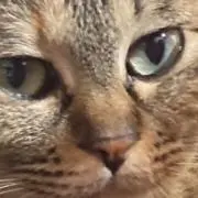なお