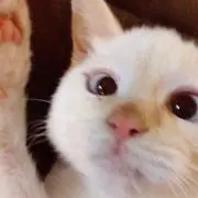 minaの画像