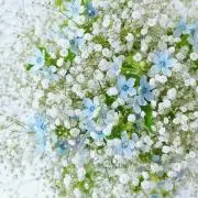 shioriの画像