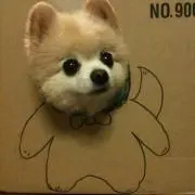 ゆきの画像