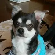 海苔