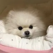 リリィーの画像