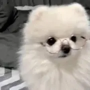 あおいの画像
