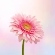 ミィちゃんの画像