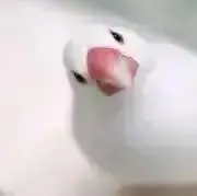 GENMAの画像