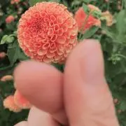 ガチャピンの画像