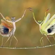 ®️の画像