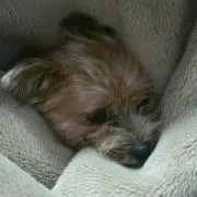 のり