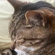 Ksk.chi_の画像