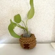 ナツの画像