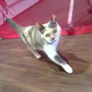 あらどん