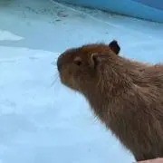 カピの画像