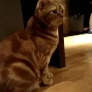 るるの画像